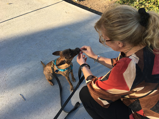 Dynamic K-9 - Pet Training Average Rating: 5.0 & 2 Reviews | 2395 San ...